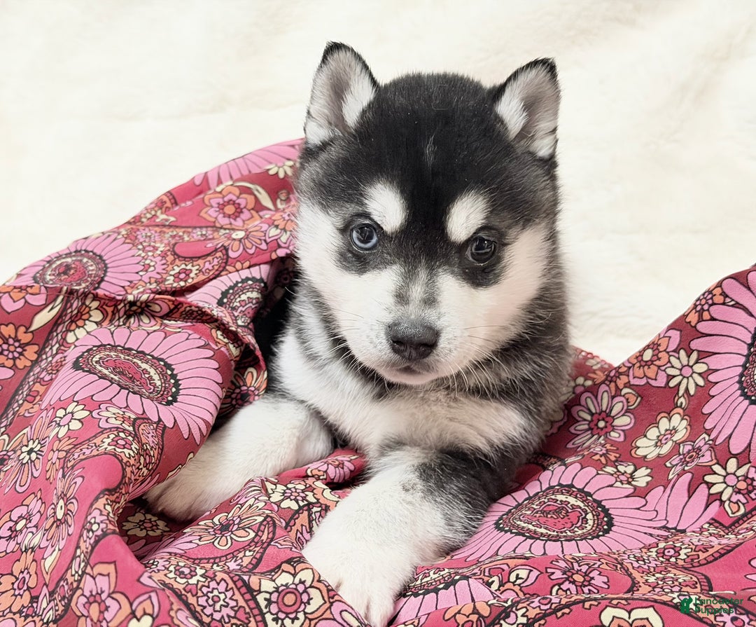 Alaskan Klee Kai dogs for sale: Mishka - Ad 1