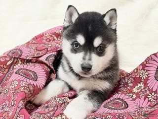Alaskan Klee Kai dogs Mishka - Ad 18