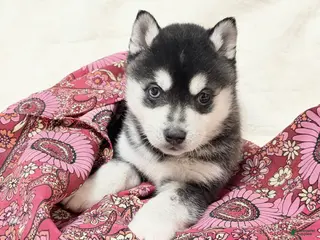 Alaskan Klee Kai dogs Mishka - Ad 15
