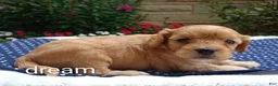 Cavapoo dogs for sale: Laredo  - Ad 2