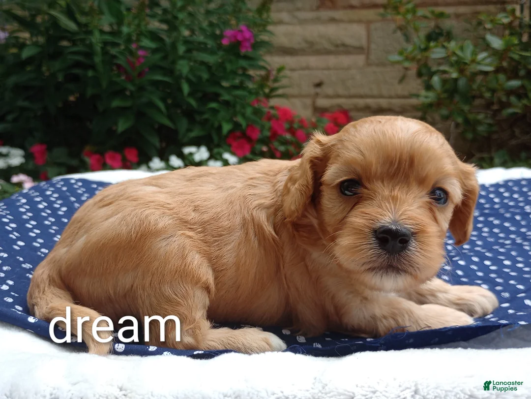 Cavapoo dogs for sale: Laredo  - Ad 2