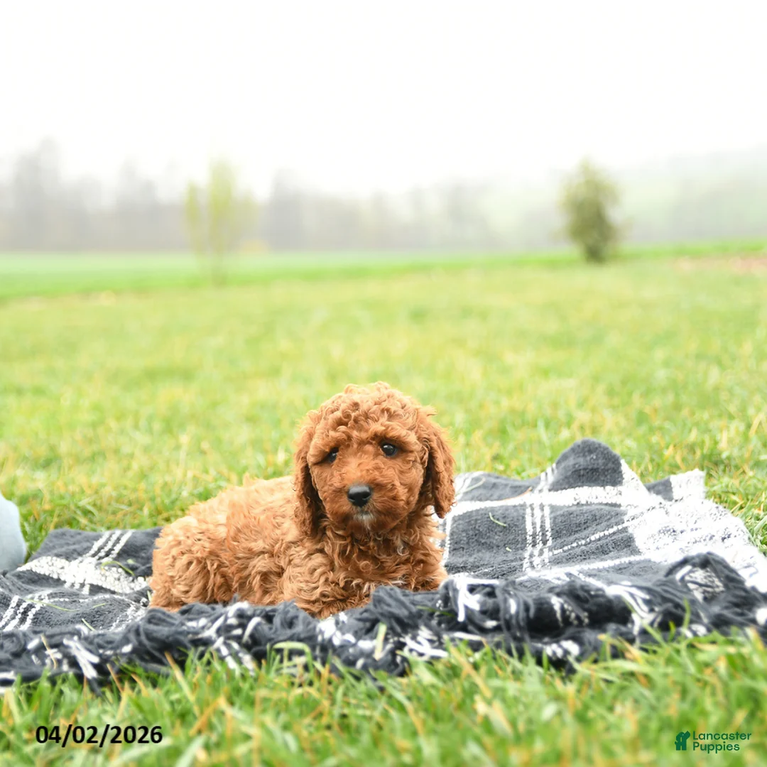 Mini Goldendoodle dogs for sale: Twinkle - Ad 2