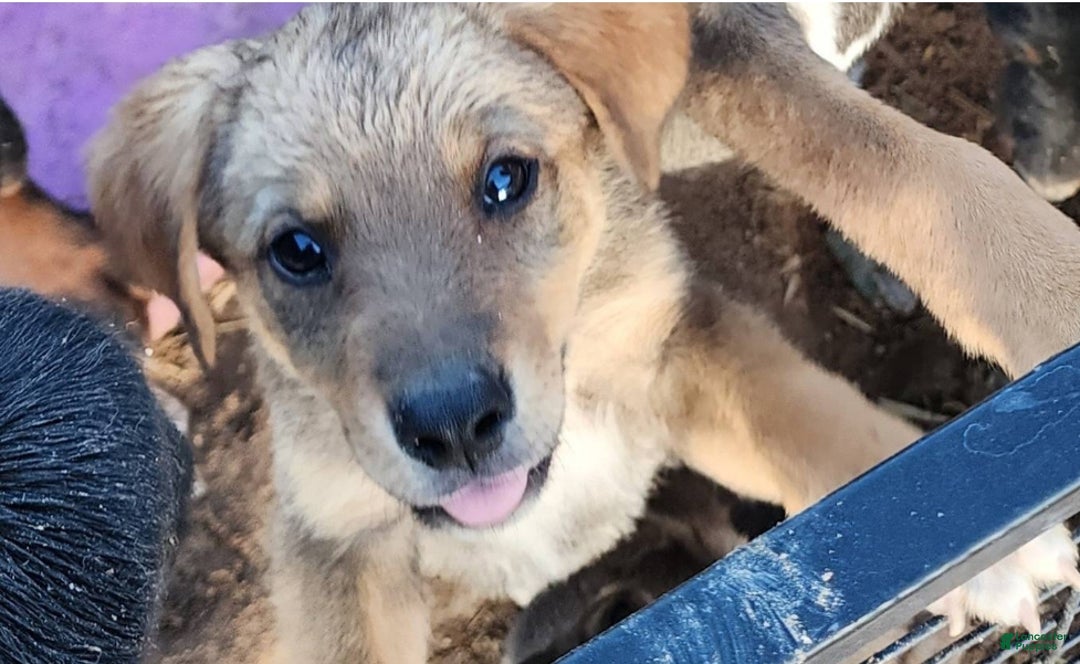 Mixed Breed dogs for sale: Dragon Tiscar Farm Dog - Ad 2