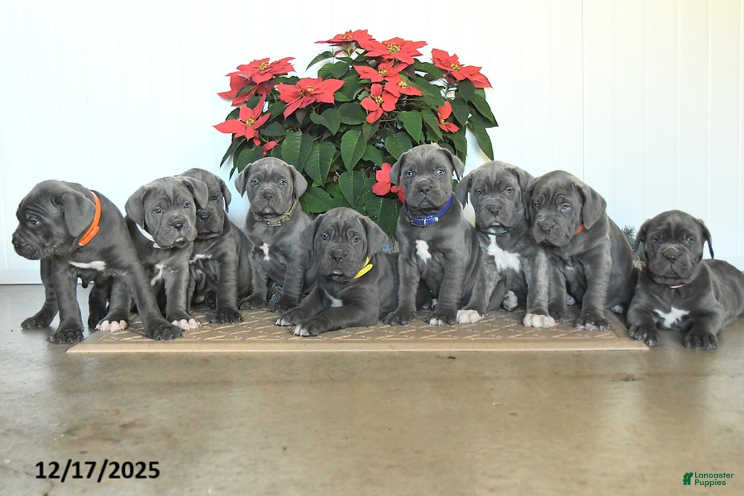 Cane Corso dogs for sale: Flicker - Ad 5