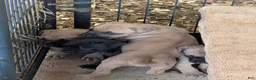 Cane Corso dogs for sale: Cane Corso 8 - Ad 2
