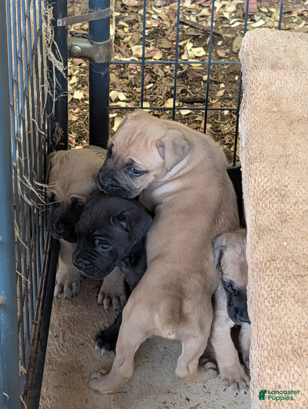 Cane Corso dogs for sale: Cane Corso 8 - Ad 2