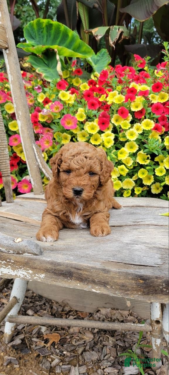 Mini Goldendoodle dogs Cuddles - Ad 2