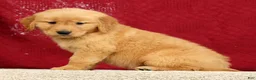 Golden Retriever dogs for sale: Andre - Ad 4