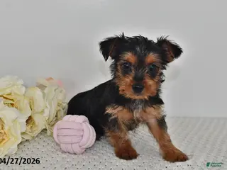 Yorkshire Terrier dogs for sale: Leo - Ad 2