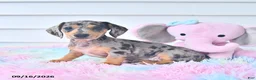 Miniature Dachshund dogs for sale: Indigo - Ad 3