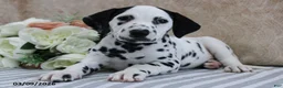 Dalmatian dogs for sale: Hendrix - Ad 3