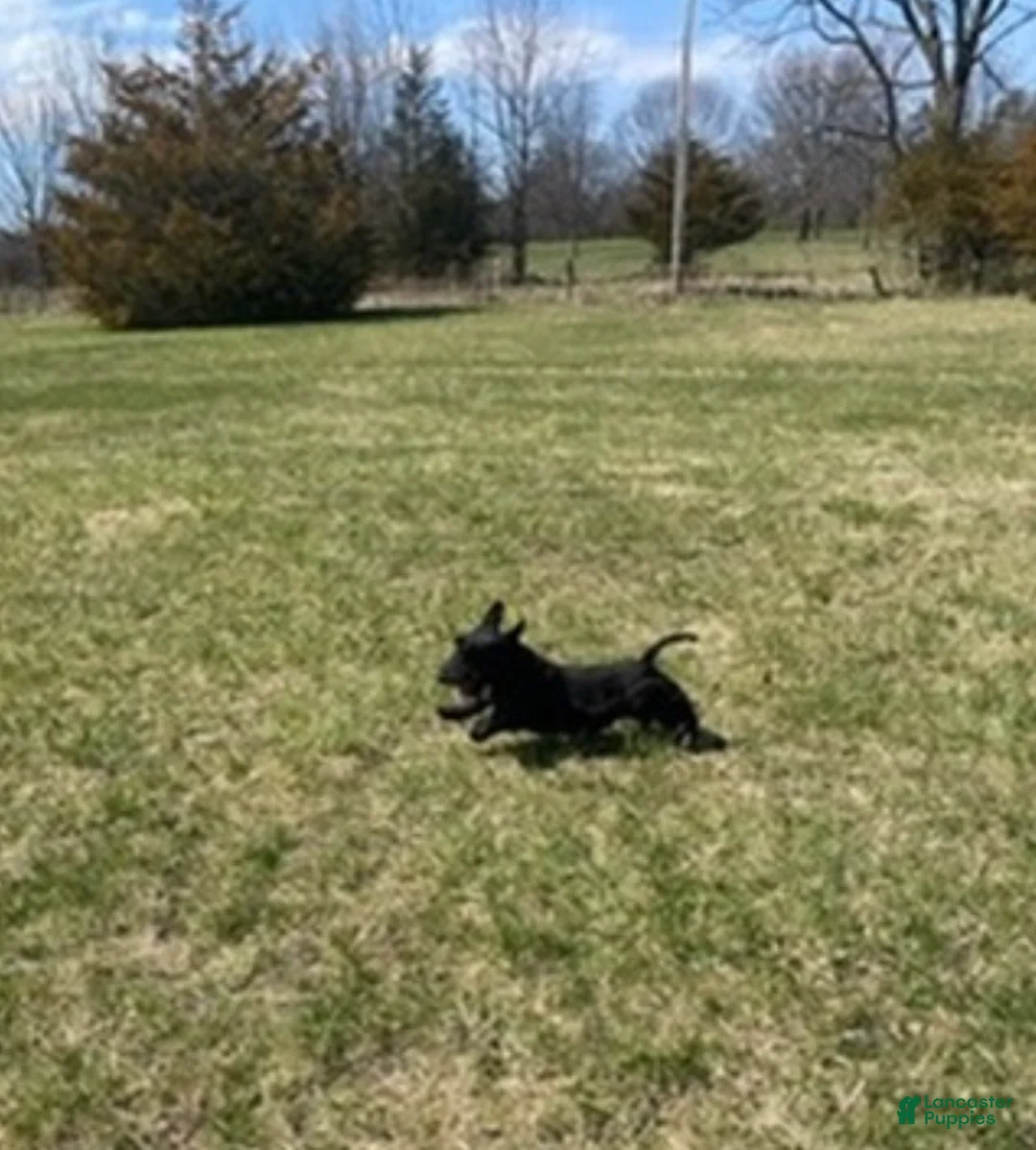 Scottish Terrier dogs for sale: Scottish Terrier Puppy 1 - Ad 2