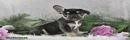 French Bulldog dogs for sale: Henrick - Ad 10