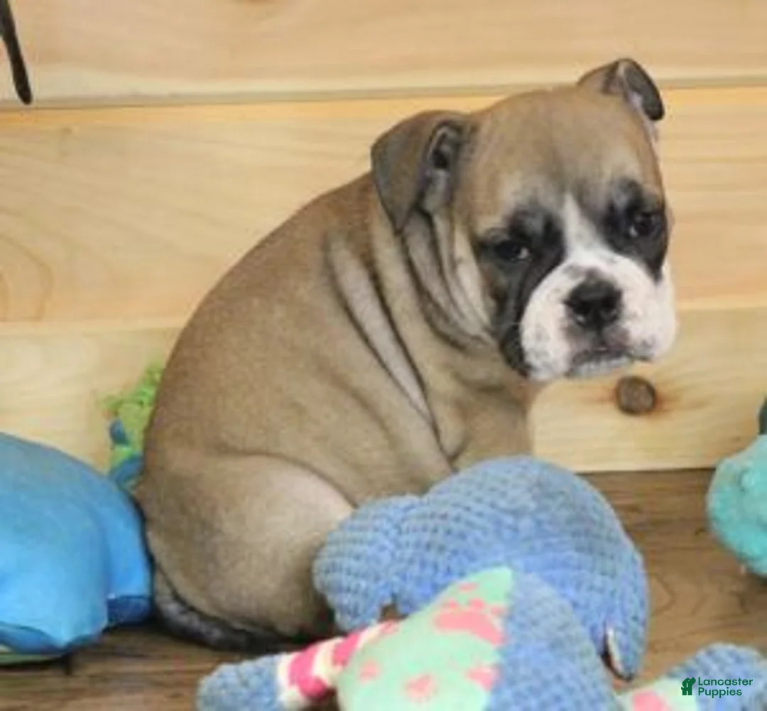 English Bulldog dogs for sale: GABE FAWN & WHITE - Ad 2