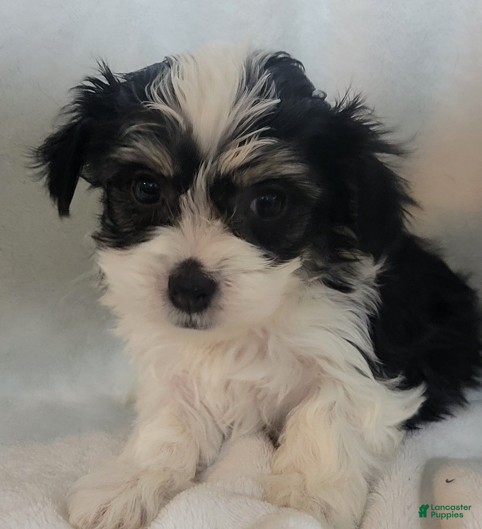 Mixed Breed dogs  5 cassie - Ad 20