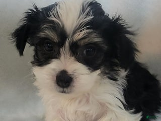 Mixed Breed dogs 5 cassie - Ad 20