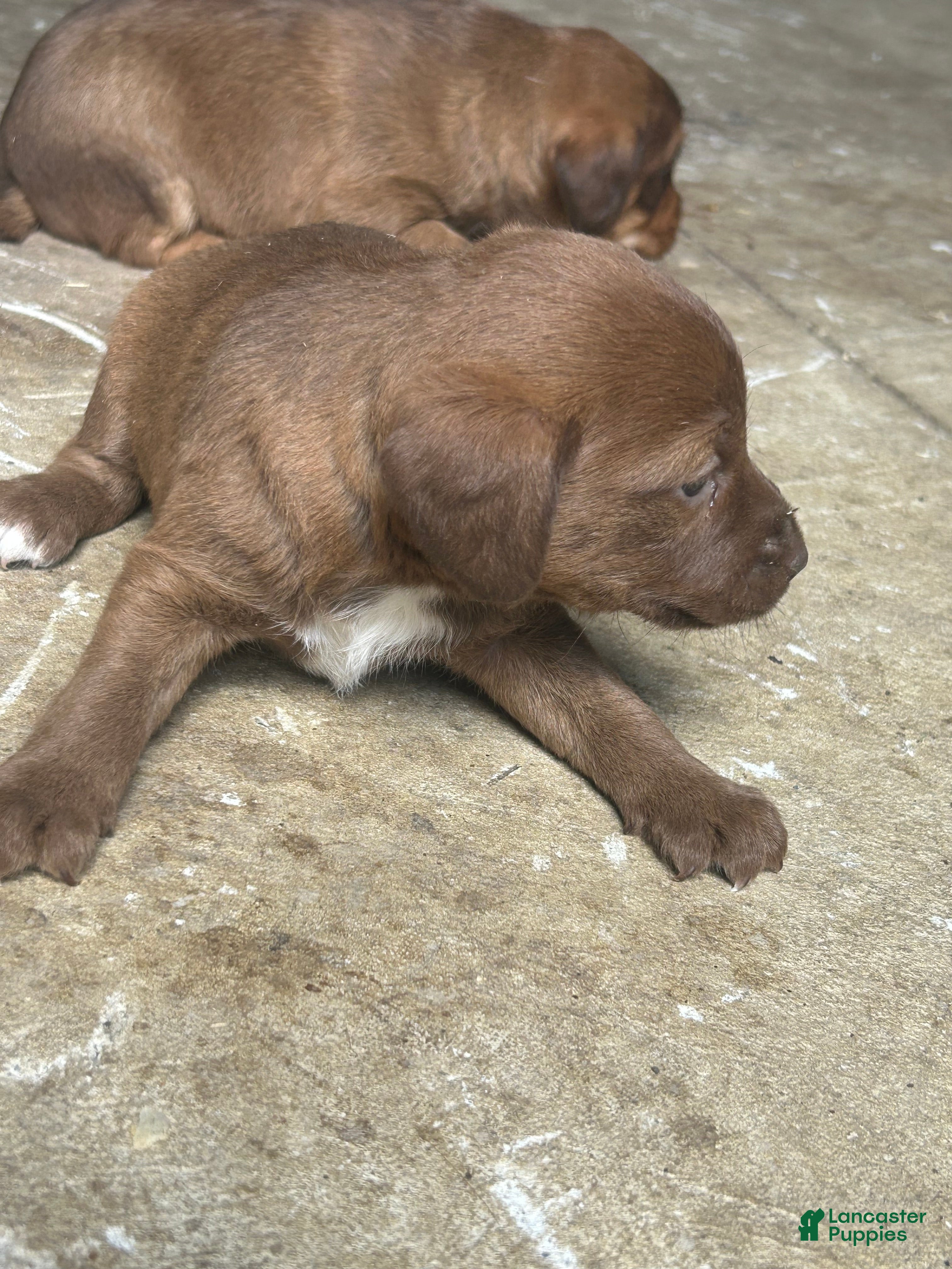 Jackapoo dogs Jackapoo Puppy 3 - Ad 8