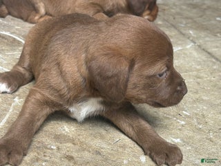 Jackapoo dogs Jackapoo Puppy 3 - Ad 10