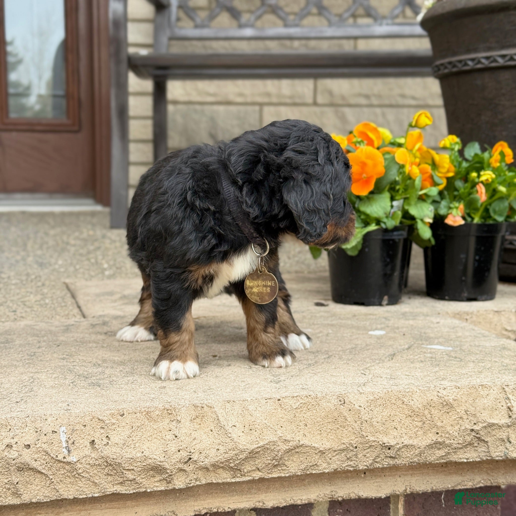 Bernedoodle dogs Bernedoodle Puppy Bernie - Ad 2