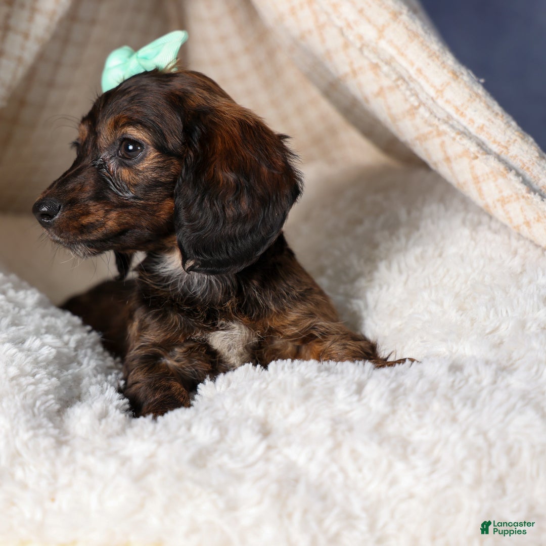 Miniature Dachshund dogs for sale: Cleo - Ad 25