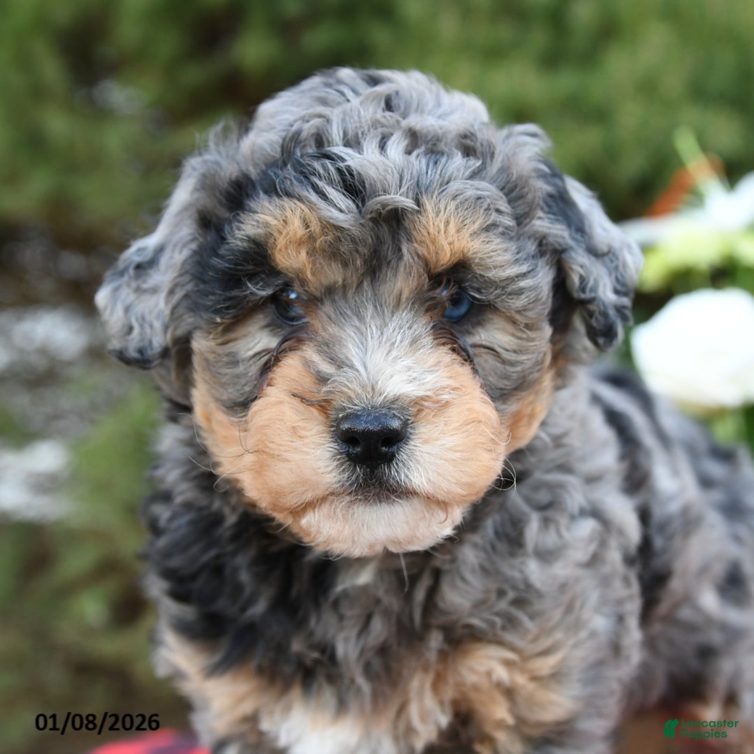 Mini Bernedoodle dogs for sale: Suzy - Ad 3