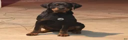 Rottweiler dogs for sale: Rottweiler 1 - Ad 3
