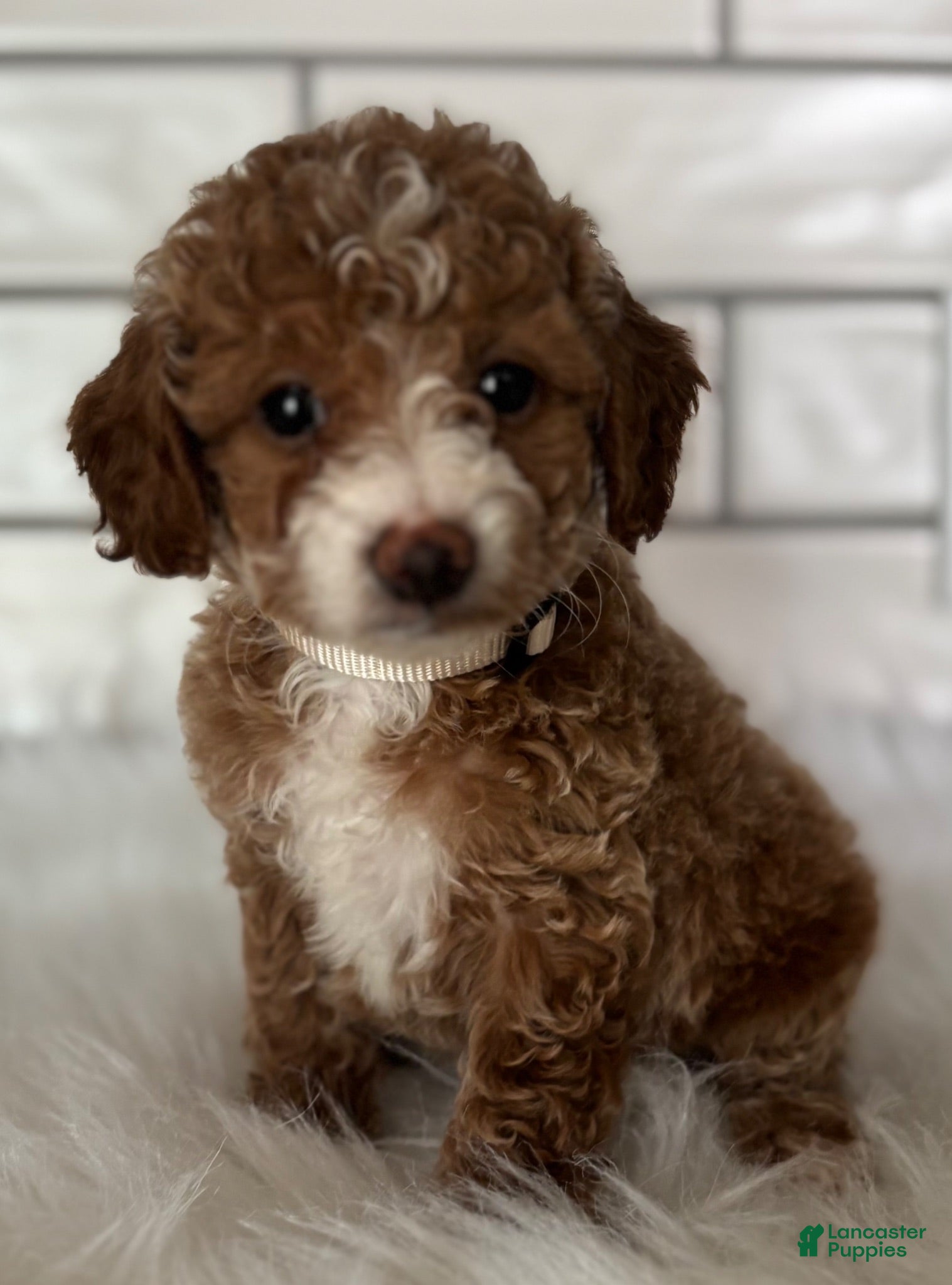 Cavapoo dogs Sky - Ad 1