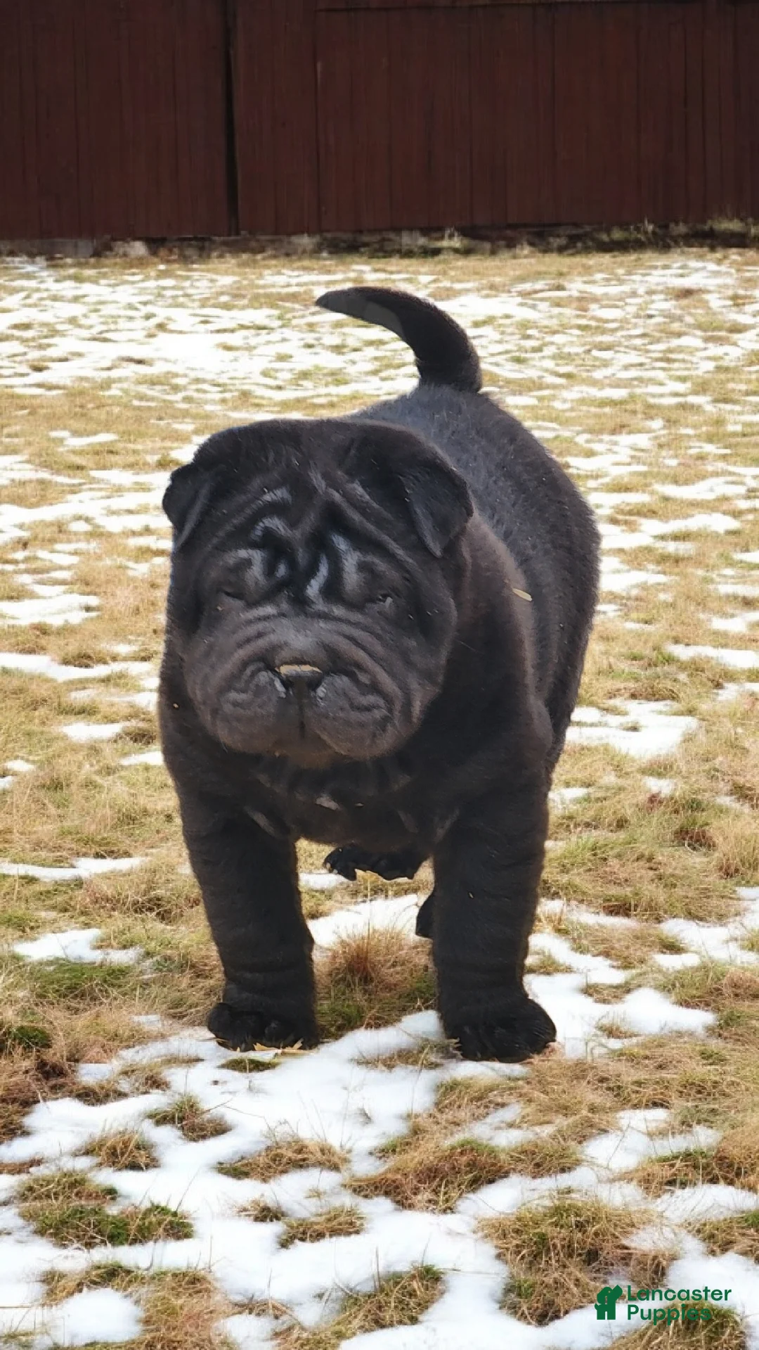 Shar Pei dogs for sale: Raven mini  - Ad 2