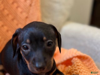 Dachshund dogs - Ad 33