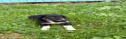 Border Collie dogs for sale: Kay Border Collie  - Ad 3