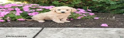 Mini Goldendoodle dogs for sale: Patches - Ad 1
