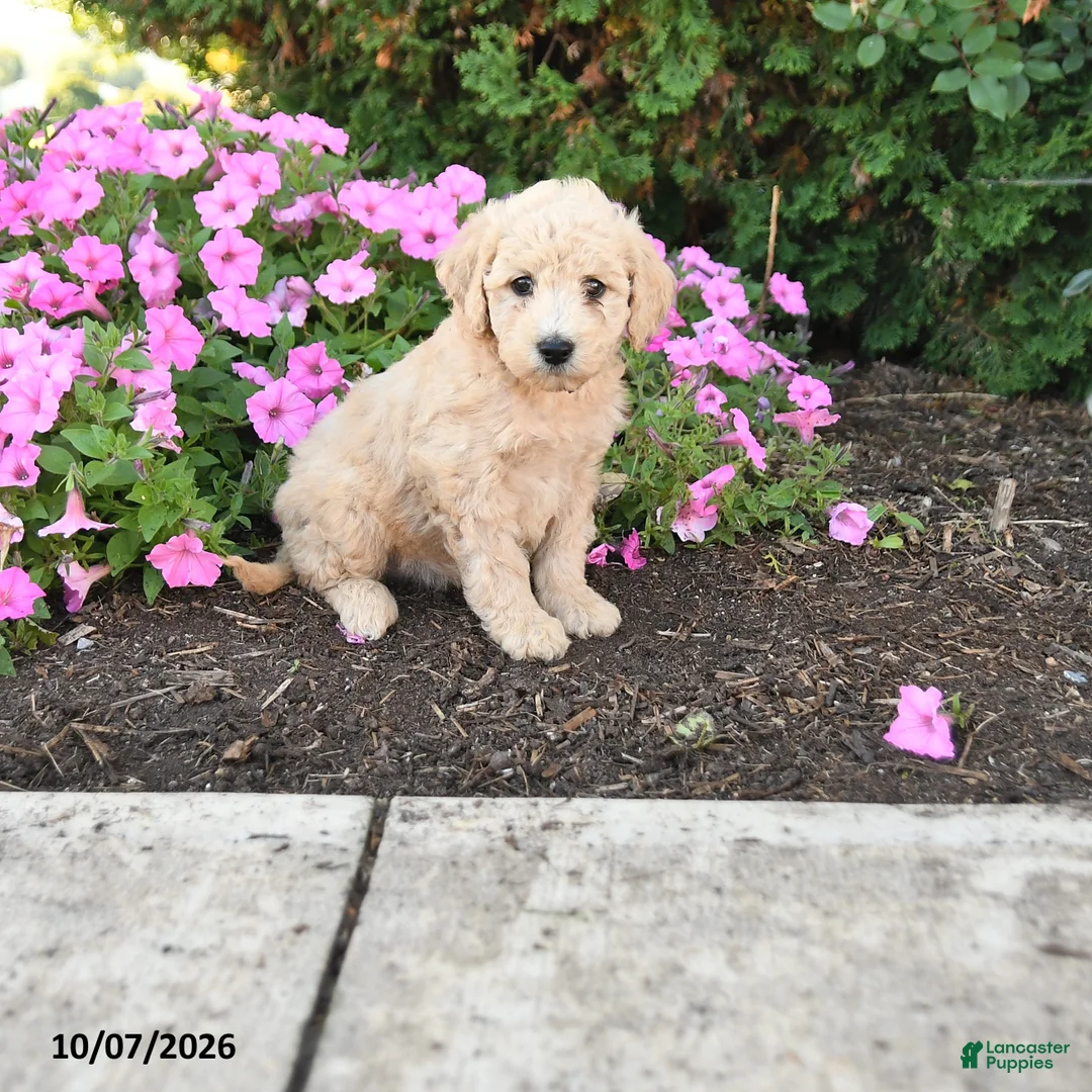 Mini Goldendoodle dogs for sale: Patches - Ad 1