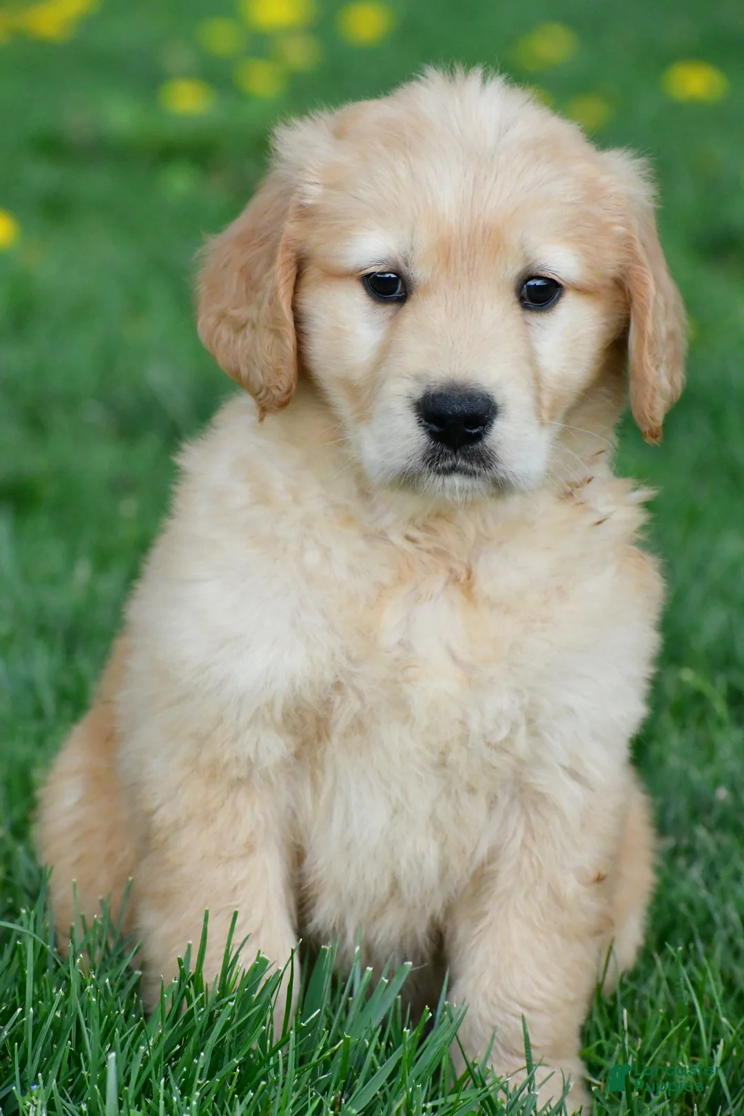 Golden Retriever dogs for sale: Max - Ad 1