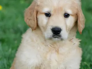 Golden Retriever dogs for sale: Max - Ad 1