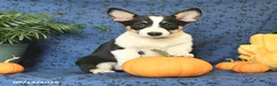 Welsh Corgi Pembroke dogs for sale: Lexi  - Ad 2