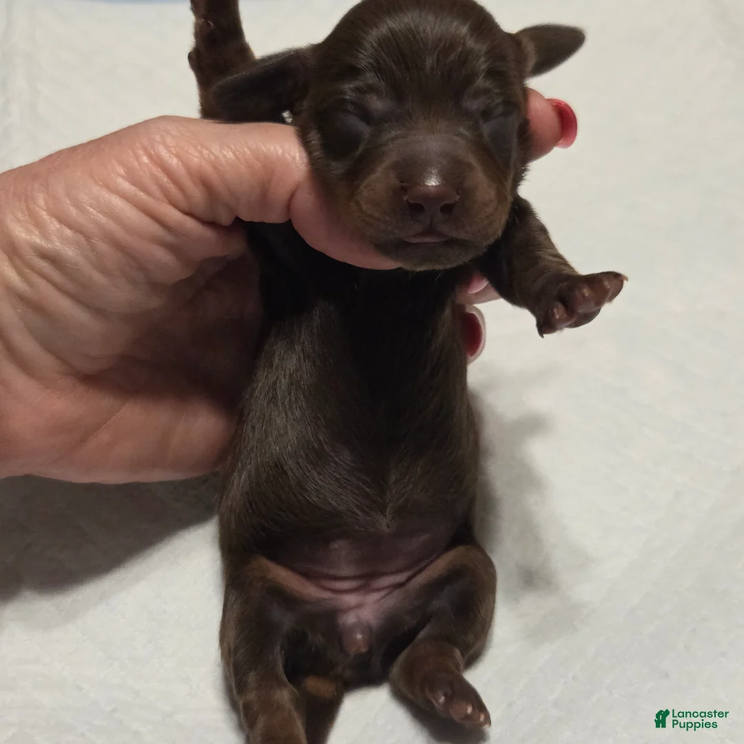 Miniature Dachshund dogs for sale: Miniature Dachshund Solid Puppy 4 - Ad 3