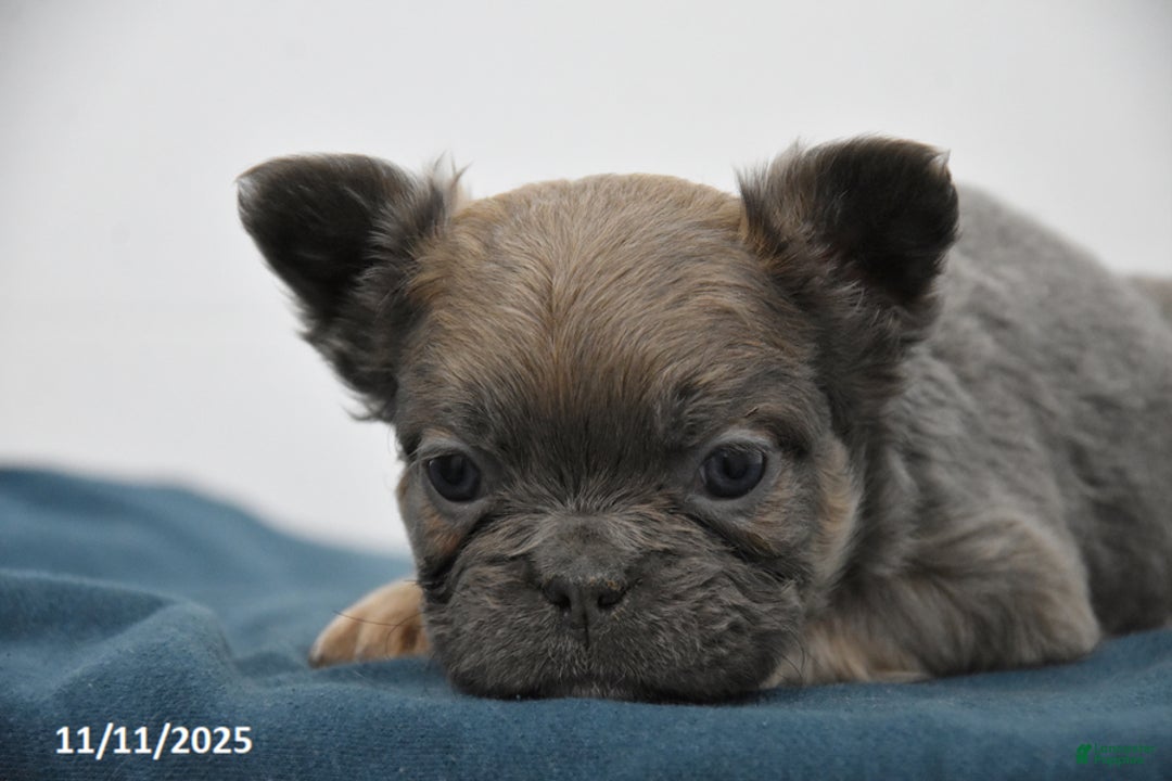 French Bulldog dogs for sale: Jade - Ad 4