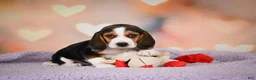 Beagle dogs for sale: OAKLY - Ad 5