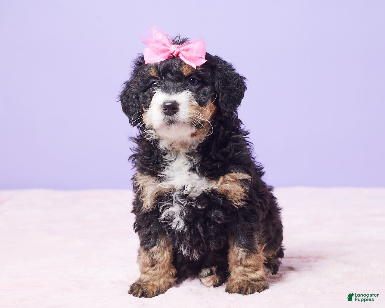 Mini Bernedoodle dogs Waffles - Ad 1