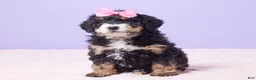 Mini Bernedoodle dogs for sale: Waffles - Ad 1