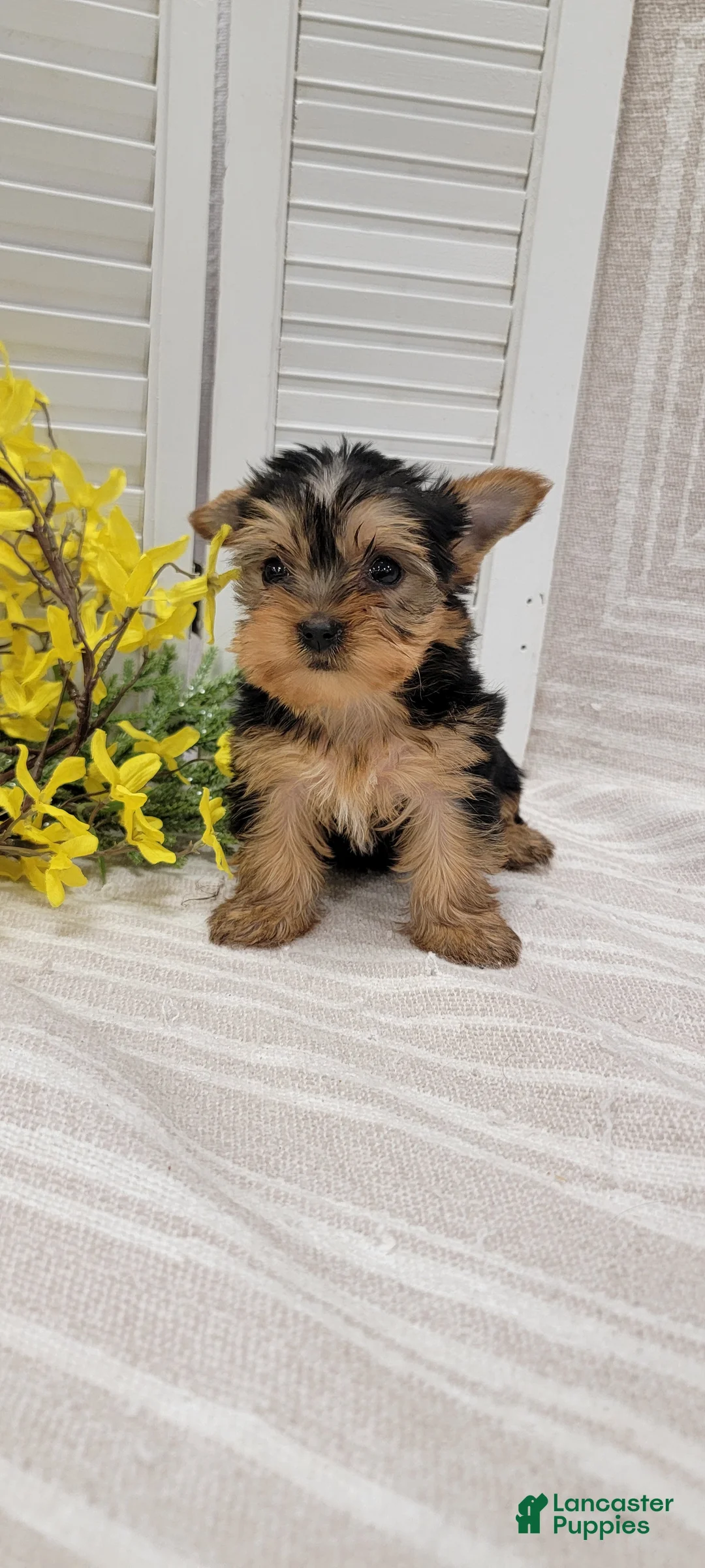 Yorkshire Terrier dogs for sale: Beulah - Ad 10