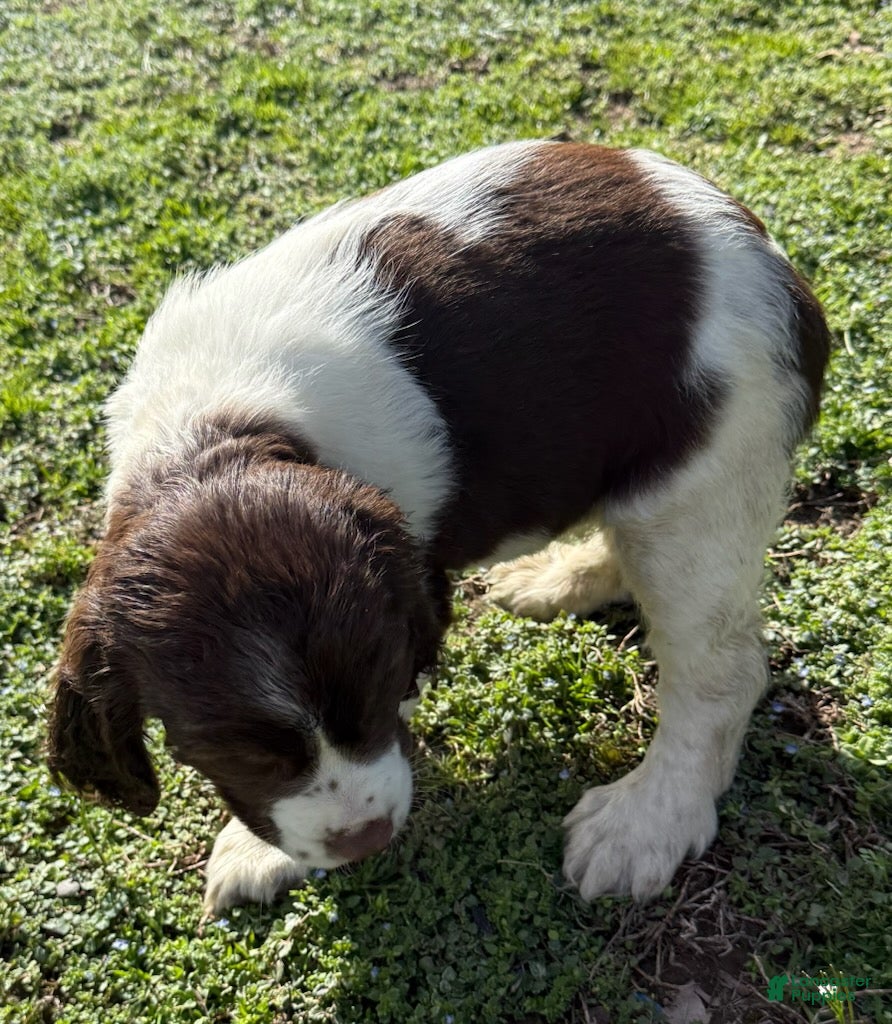 English Springer Spaniel dogs Candy - Ad 2