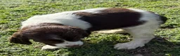 English Springer Spaniel dogs for sale: Candy - Ad 2