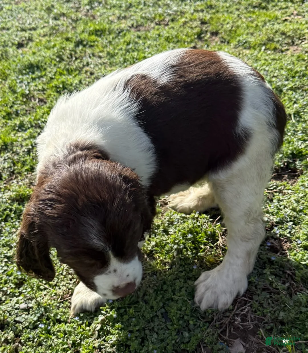 English Springer Spaniel dogs for sale: Candy - Ad 2