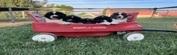 Newfoundland dogs for sale: Muffin❤️AKC❤️Genetic Tested - Ad 5