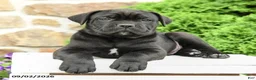 Cane Corso dogs for sale: Caesar - Ad 5