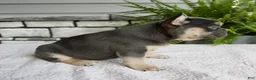 French Bulldog dogs for sale: Natalie - Ad 3