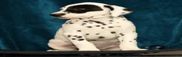 Dalmatian dogs for sale: Jane - Ad 5