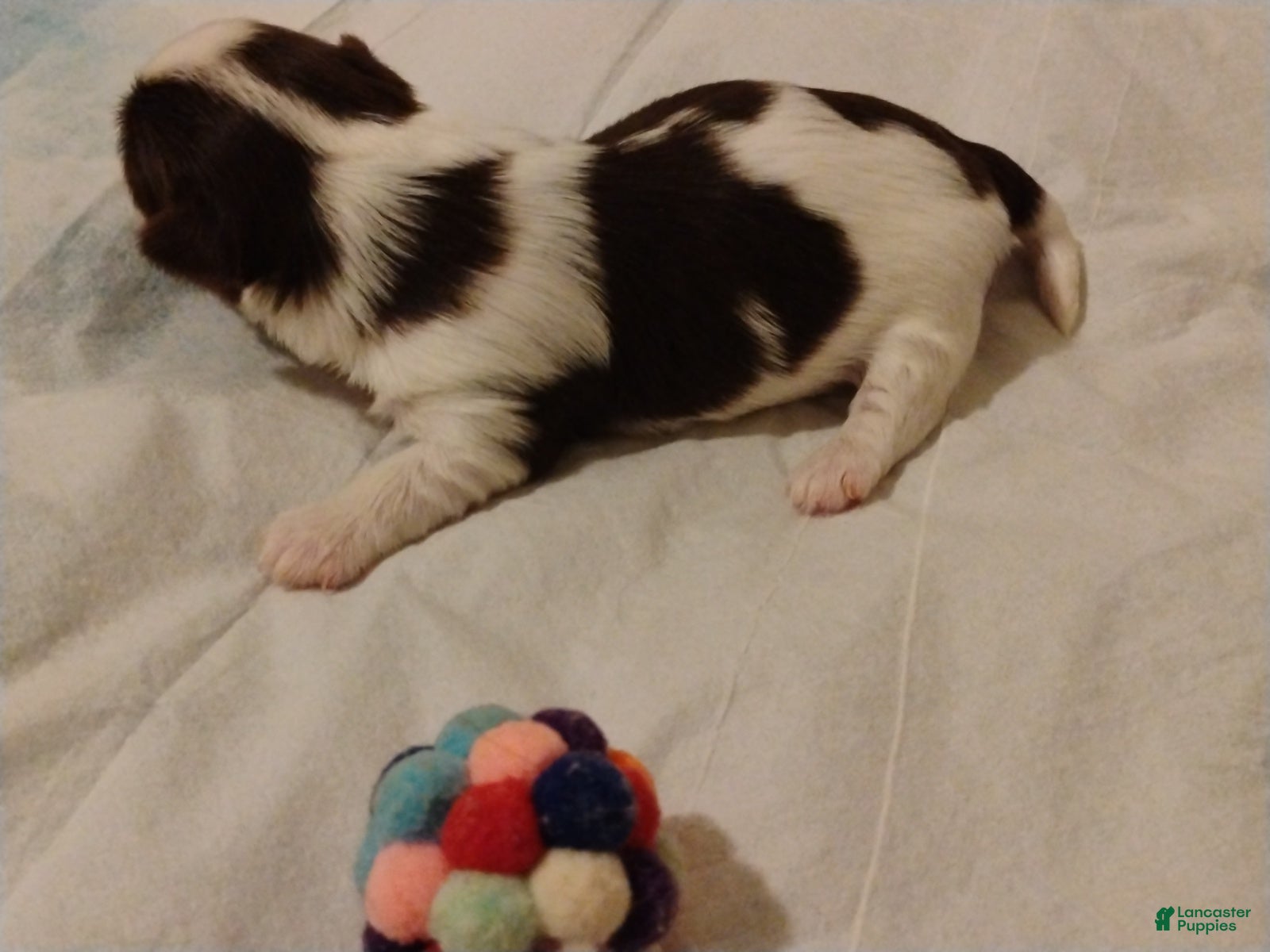 Biewer Terrier dogs Biewer Terrier Puppy 7 - Ad 33