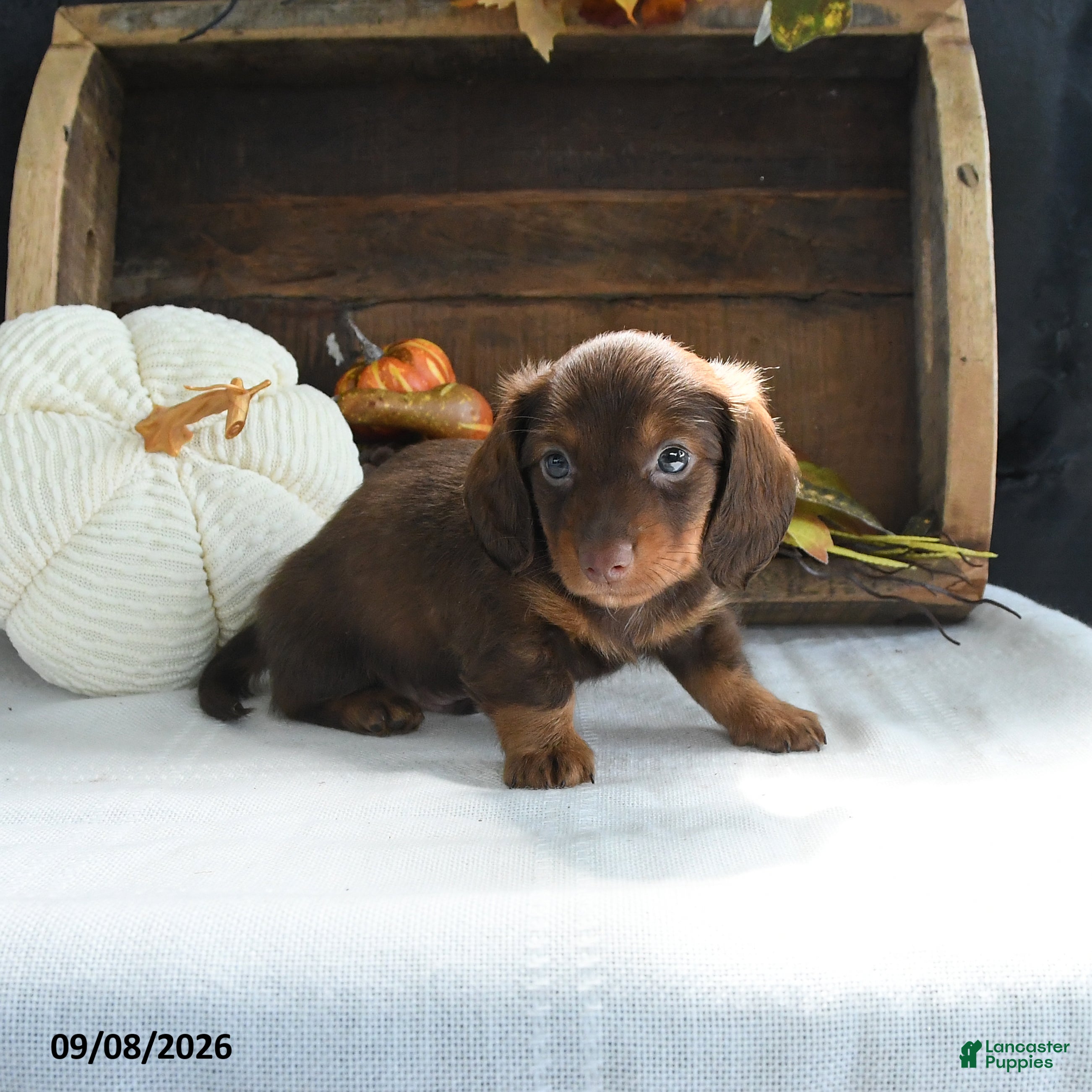 Miniature Dachshund dogs Dallas - Ad 1